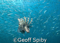 Taken at Ponta do Ouro in Mozambique-Lionfish hovering ar... by Geoff Spiby 